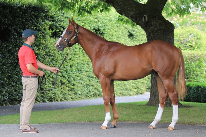 Sky Field as a yearling. Photo: Trish Dunell