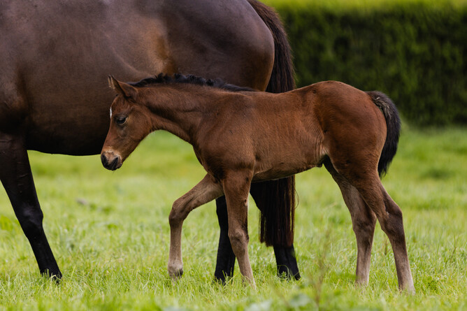 “As soon as I saw the Savabeel filly from Vamos Bebe I knew she was a keeper for the race team”