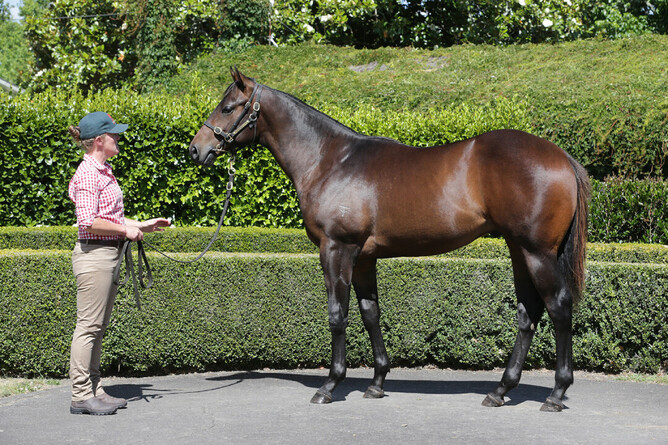 Lot 11: Savabeel x Indecision colt