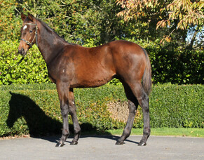 NZB May Sale reaps positive results