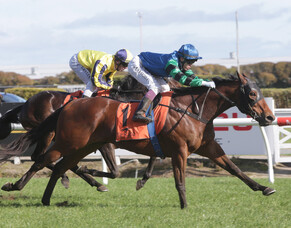 Sultan of Swing getting ready for return