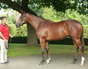 Wyong Mission a winner