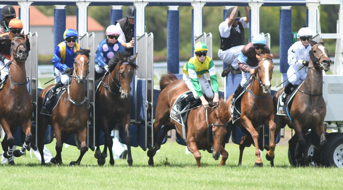Eventual winner Beauden goes down on his nose at the start at Awapuni Photo credit: Race Images – Grant Matthew  l