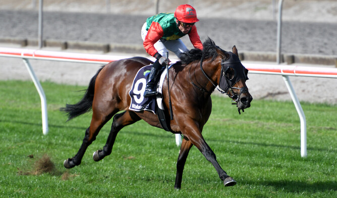 Pisco Sour wins at Matamata on Wednesday. - Photo: Race Images via Te Akau Racing
