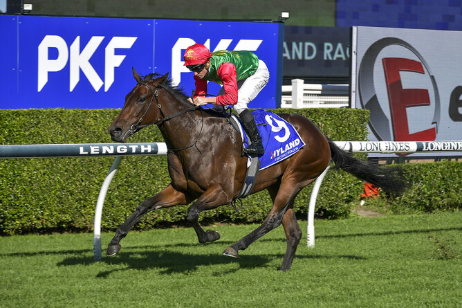 Koshu races away to a debut victory in Sydney. - Photo: bradleyphotos.com.au