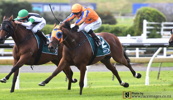 Prise De Fer at full stretch to win at Ellerslie. - Photo: Race Images, Te Akau Racing