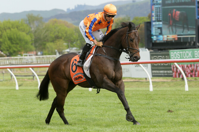 Challa heads out on to the track at Hastings. Photo: Trish Dunell