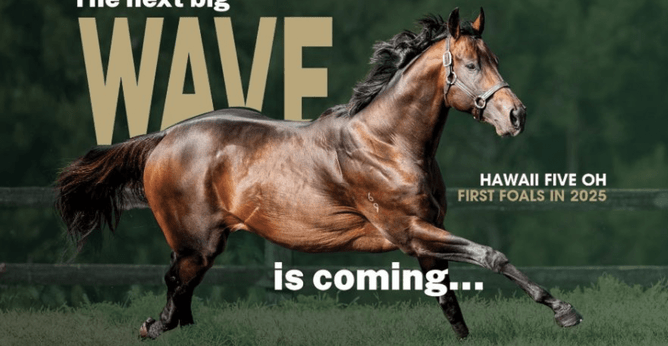 Cover image courtesy of Vinery Stud