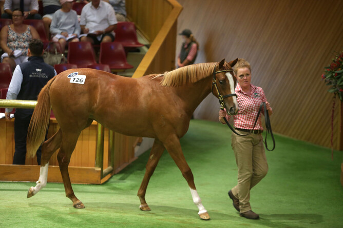 Lot 126, the Sebring filly purchased by Cambridge trainer Roger James Photo Credit: Trish Dunell