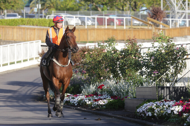 The Bostonian at Ellerslie on Monday morning. Photo: Trish Dunell