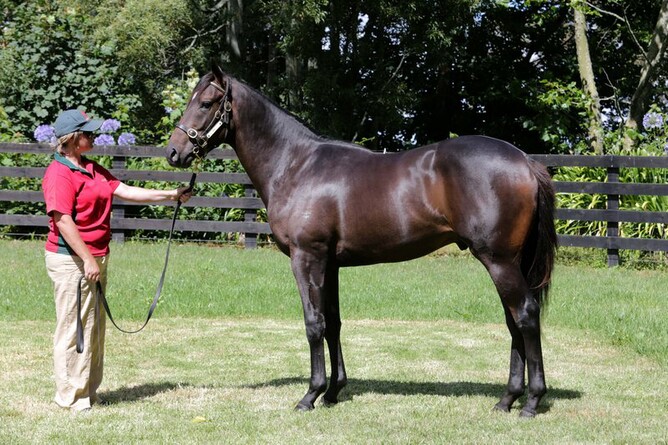 Travancore as a yearling - Trish Dunell