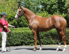 Sebring colt headed for Hong Kong