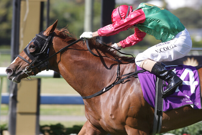 Two Illicit and Vinnie Colgan in action at Ellerslie - Photo: Trish Dunell
