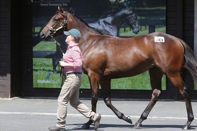 Lot 243, the Ocean Park filly, was purchased by Peter Moody for $450,000. Photo: Trish Dunell