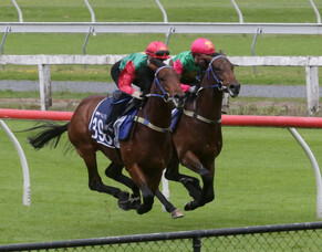 Trelawney Stud RTR Draft Impresses at Breeze-Ups