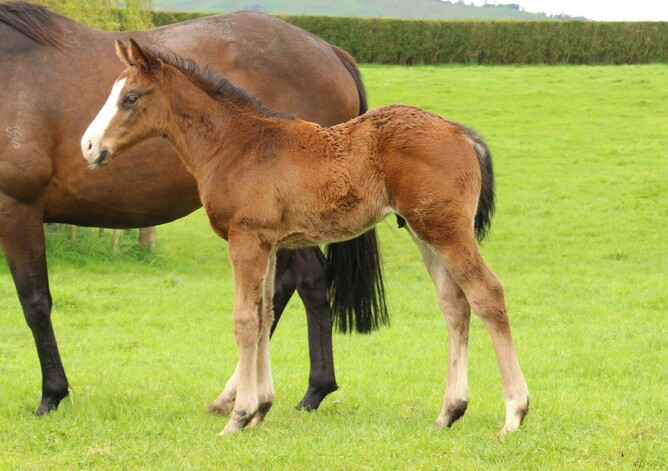 I'm Thunderstruck as a foal at Trelawney Stud.
