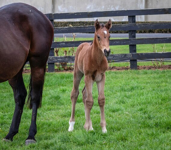 The Frankel x Loire filly