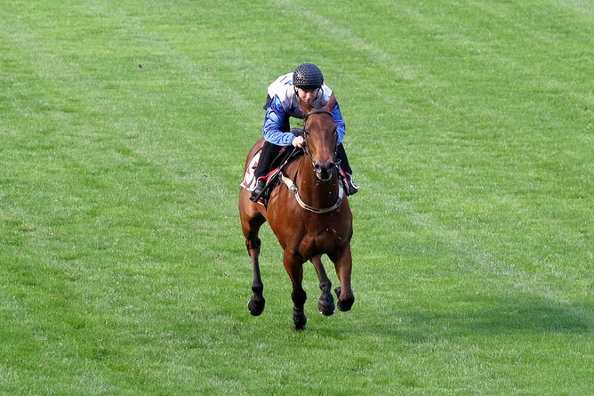 The Bostonian working at Moonee Valley this week - Darryl Sherer