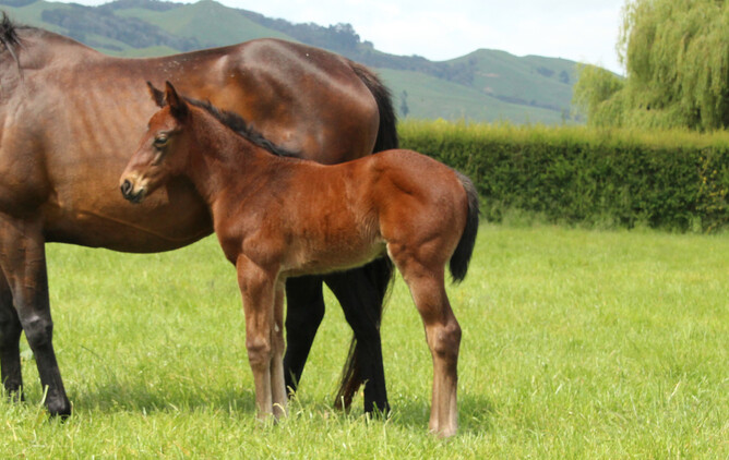 Satono Aladdin x Syrah foal 2019