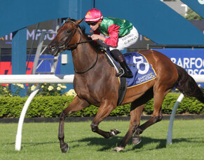 Well-Backed Miss Jones Impresses with Stunning Debut Victory at Ellerslie