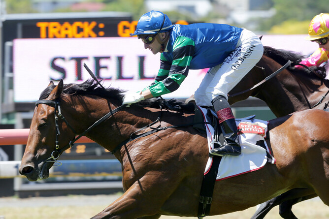 Sultan of Swing will be out to continue his good run of form when racing at Hawke's Bay on Saturday - Trish Dunell