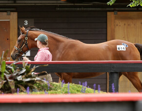 Trelawney Stud strong again on Karaka Day Three