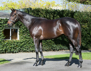 Success in Sydney at Ready To Race Sale