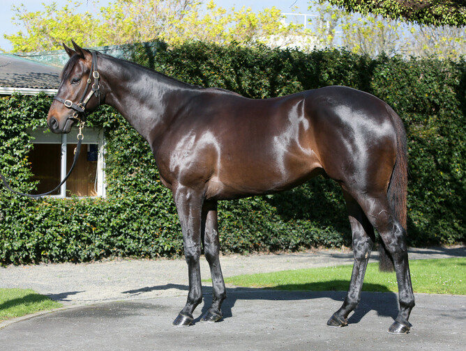 Lot 220, Savabeel - Dubonnet colt. Photo: Trish Dunell