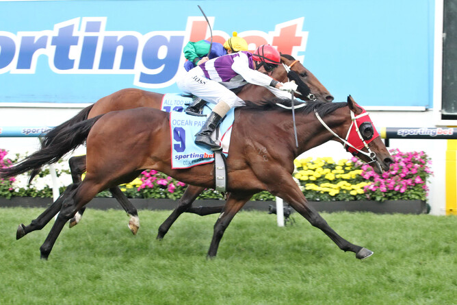 Trelawney Stud will offer a close relative to their Cox Plate winning graduate Ocean Park in the shape of Lot 34, a Savabeel colt out of Lady Sayyida. Further, they will also offer a son of the now Gr.1 sire courtesy of Lot 36 ex Lagonissi. Photo: breednet.com.au
