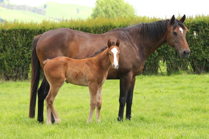 Vouvray with her O'Reilly colt in 2014