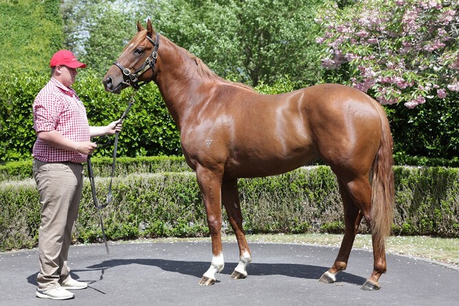 Show Bazz as a Ready To Run 2YO. Photo: Trish Dunell