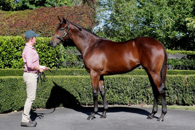 Lot 443 Savabeel x Vinevale filly