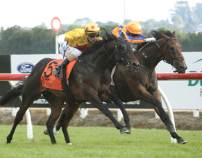 Sword of Osman back to winning form in Te Rapa feature