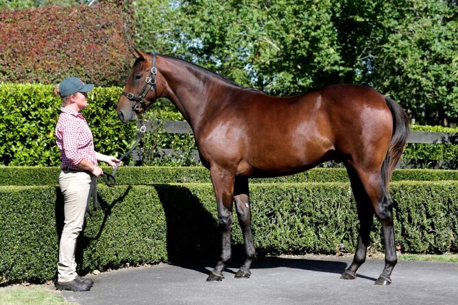 Lot 366 Savabeel x Smashing colt
