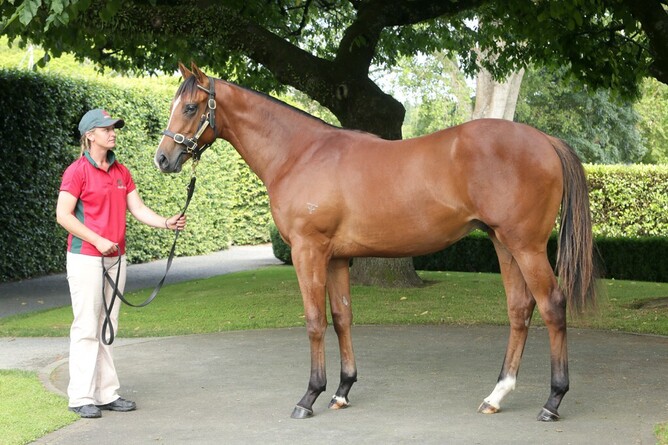 Purple Sector as a yearling. Photo: Trish Dunell