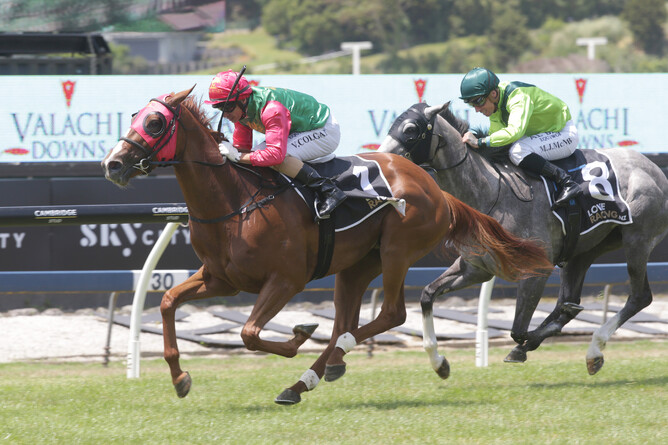 Two Illicit will contest the JRA Trophy (1400m) at Ellerslie on Saturday. Photo: Trish Dunell