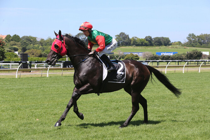 Pareanui Bay will contest the Gr.2 Life Direct Wellington Guineas (1400m) at Trentham on Saturday. - Photo: Trish Dunell
