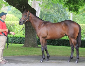 Two in a row for Sport Genius