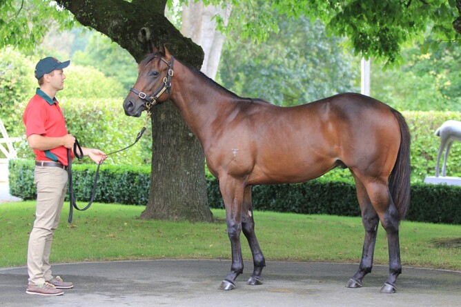 Sport Genius as a yearling. Photo: Trish Dunell
