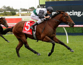 Ocean knight explosive in Caulfield debut