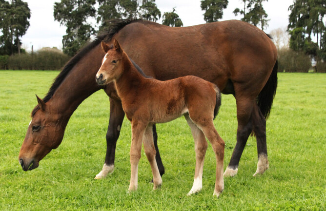 Ruud Van Slaats and her 2022 Super Seth filly