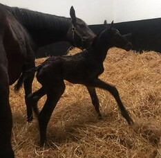 Scholarship Blog- Laura McNab