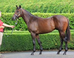 2YO set for debut at the Valley