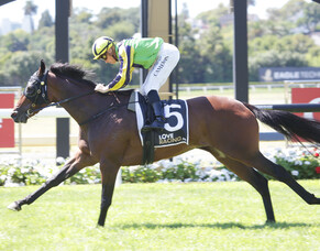 Gundown presents Auckland Cup credentials with Ellerslie win