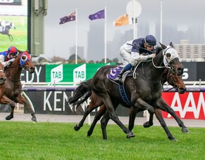 Savaheat cherry ripe at Flemington