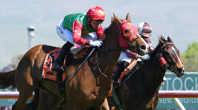 Two Illicit will contest the Gr.1 Rydges Wellington Captain Cook Stakes (1600m) at Trentham on Saturday. - Photo: Peter Rubery (Race Images)