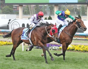 Cox Plate 100 celebrations kick off in NZ