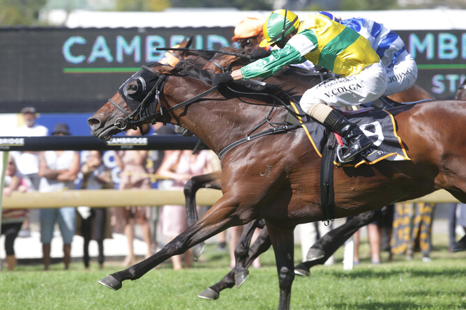 Concert Hall will start a warm favourite in Saturday’s Gr.3 Powerworx Taranaki Cup (1800m). Photo: Trish Dunell