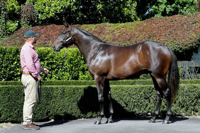 Lot 176 Snitzel x Indecision colt