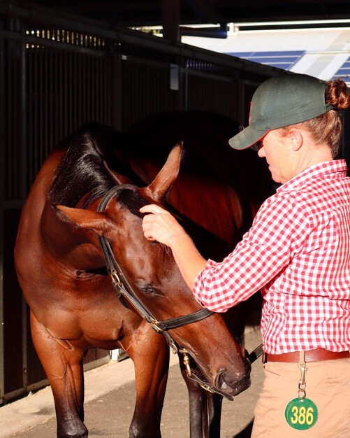 Lot 386, a filly by Satono Aladdin (JPN) out of Gallwitz